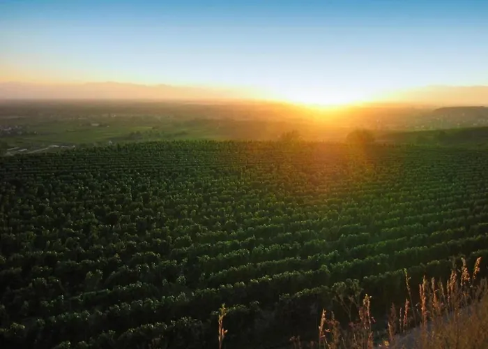 Monet In Oberrotweil